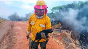 Lee más sobre el artículo Hallazgo de Carachupa Carbonizada en Incendio del Cañón El Riabe: Un Símbolo de la Fragilidad de la Fauna Chiquitana