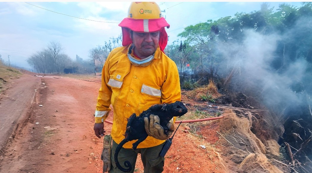 En este momento estás viendo Hallazgo de Carachupa Carbonizada en Incendio del Cañón El Riabe: Un Símbolo de la Fragilidad de la Fauna Chiquitana